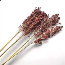 源头厂家干花批发高粱穗干花永生花麦穗客厅装饰真花花束拍摄道具