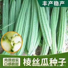 特长棱角丝瓜种子抗寒耐热庭院盆栽有机蔬菜八角丝瓜种子四季可播