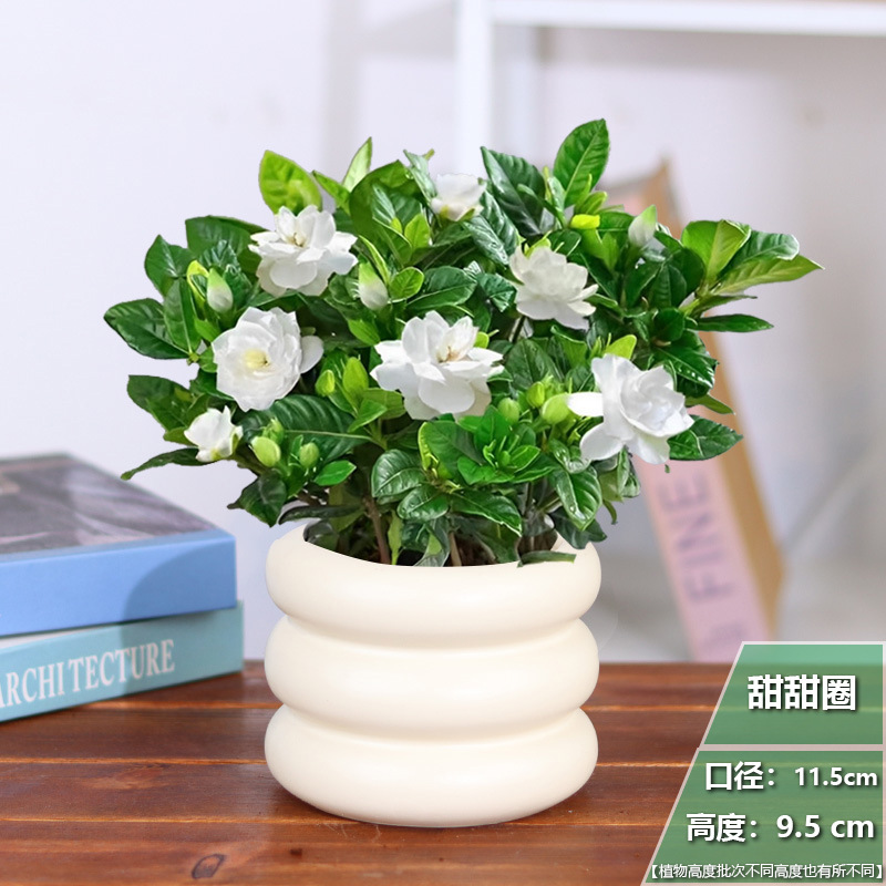 [가게 주인이 추천하는 귀여운 스타일] 치자나무 화분 1개 + 도넛 세라믹 화분 + 영양비료