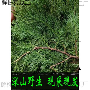 �FժҰ���Y��Ȱؘ�֦��ؘ��~ϴ�l�ݾ�Ѭ�D��DIY�}�Q�仨������