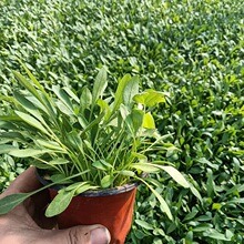 ���l���u��С������ �󻨾ջ����@�G����ľ�޸����ܽ��u����
