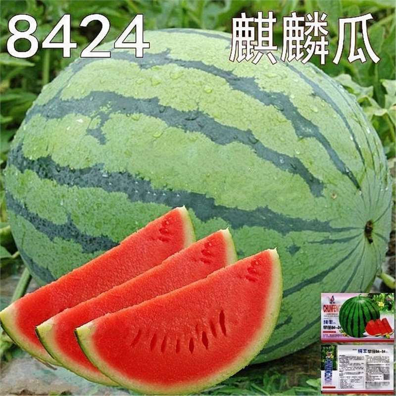 8424麒麟西瓜种子无籽特大高产巨型甜王南方四季蔬菜水果种子