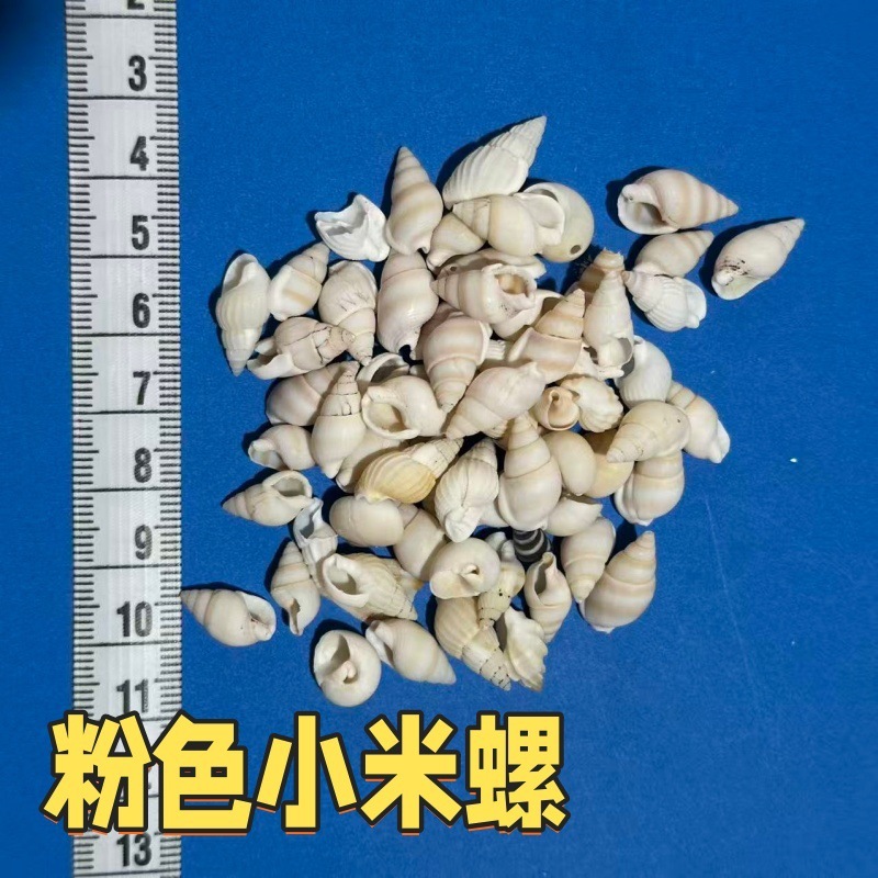 小海螺小米螺天然贝壳海螺手工DIY鱼缸造景微观装饰配件寄居蟹用|undefined