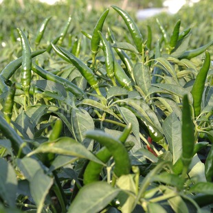 ����712-����8-9���׸��r���îa���� ���������������콷�N��