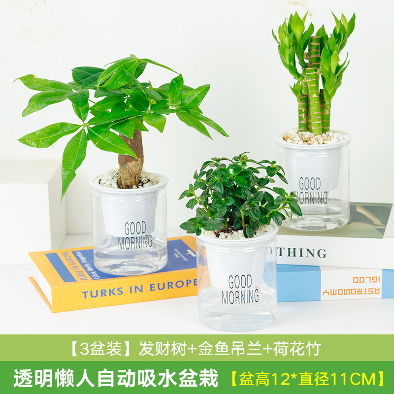 쥐카이 금붕어 꽃 3그릇 + 돈나무 + 행운죽(흡수대)(무료 비꽃석)