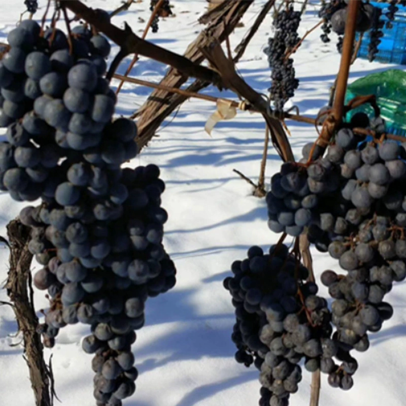 Зимняя рассада винограда North Ice Рассада красного винограда Двойная рассада красного винограда Морозостойкие саженцы винограда не нужно хоронить зимой