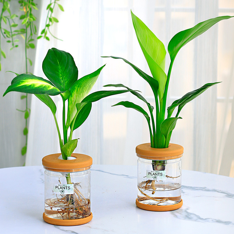 グリーンラタン水耕栽培ホルムアルデヒド除去鉢植え金のなる木ミント富竹屋内花緑植物オフィスグリーンラタン|undefined