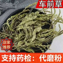 批发中药材 车前草   新货 车前草 货干无杂质 车轮菜 代磨粉