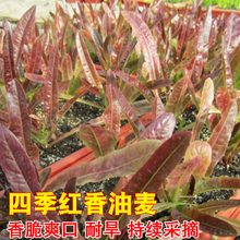 四季红油香麦种子高产耐寒春秋盆栽青菜种籽油麦菜籽农家蔬菜种孑