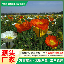 厂家批发冰岛虞美人花种籽冬季耐寒花种见土就活虞美人种子