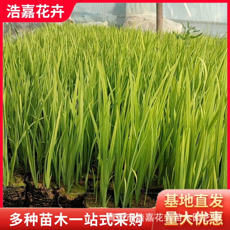 Рассада плумбаго, многолетние цветы плумбаго, многолетние морозостойкие, засухостойкие и щелочестойкие, с развитой корневой системой, рассада плумбаго