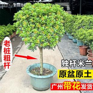 Large Single-Stem Milanese Flower Potted Plant Lollipop Old Stump Green Plant for Balcony, Courtyard, Indoor Flowers, and All-Season Blooming Plant