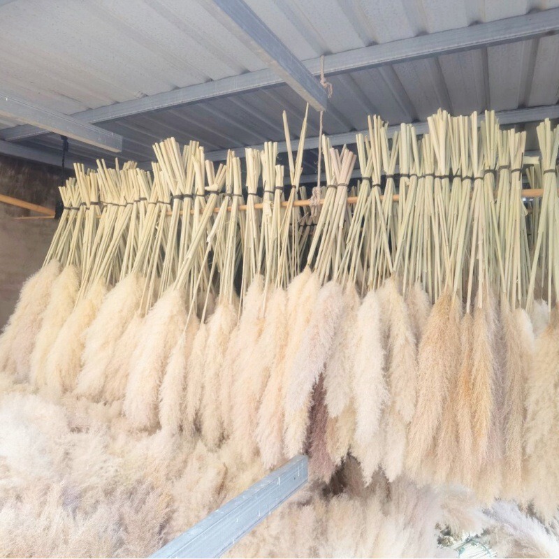 Reed Dried Flowers Big Canna Bouquet Set Pampas Grass Boho Wedding Home Decoration Natural Reed