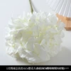 5 fork hydrangea white