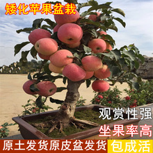 矮化苹果树苗室内外南北方种植盆栽阳台盆景水果树桩当年结果庭院