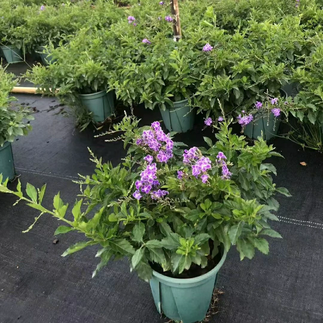 2312 питомник поставляет кружевную золотую росу 10-50 см высокого горшечного мешка саженец цветочный сад зеленый двор