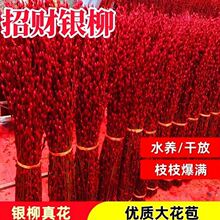 银柳干花真花鲜枝水培植物红色银柳年宵花卉福桶客厅室内装饰速发