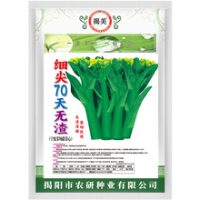 揭美无渣70天尖叶甜菜心种子 甜脆油青菜心籽 原厂彩袋包装500克