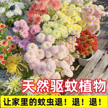 xջNļû҃ļ_̫ꖻҰMϷN