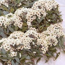 ����Ѻ����֦ˮ�ɸɻ����� �ֹ�����diy���������滨��Ȼ���~�N��