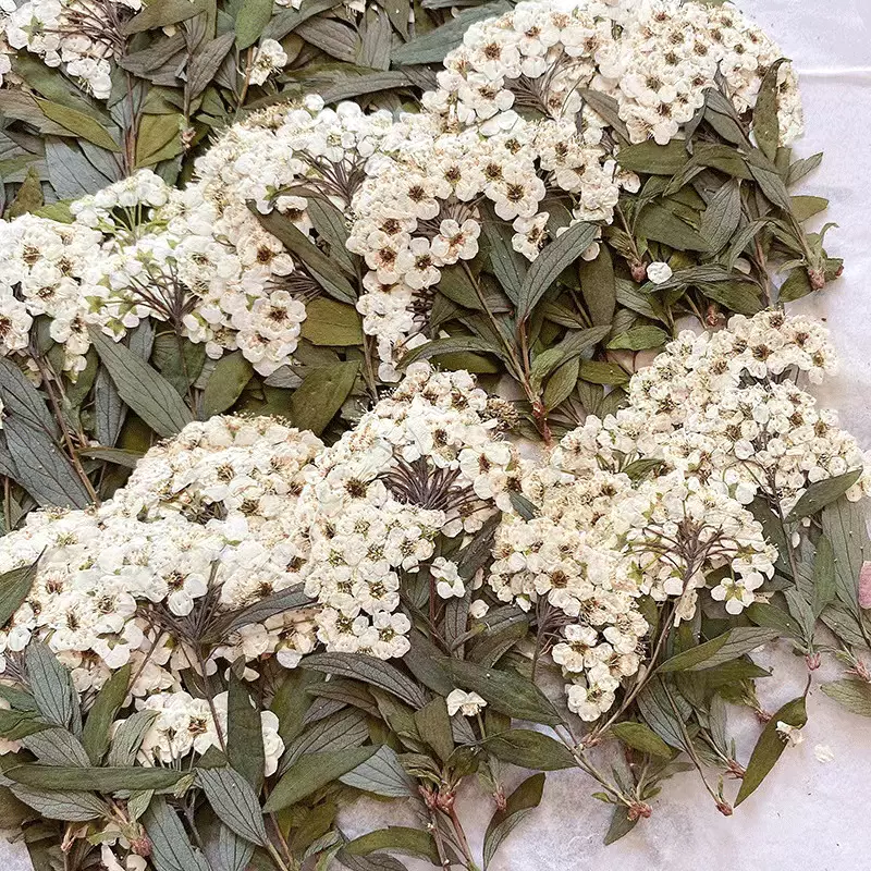 多面押花带枝水仙干花压花 手工书签diy压花材料真花天然树叶贴花
