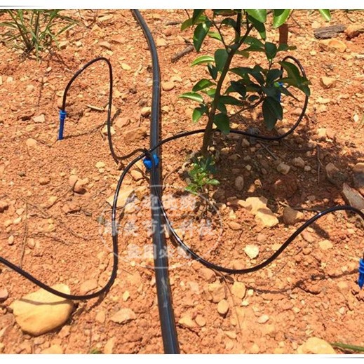 4 flecha curva de garra de cuatro vías flecha de goteo curva + una sola púta árboles frutales en maceta de pared de plantas de riego por goteo conjunto de espada de goteo directo