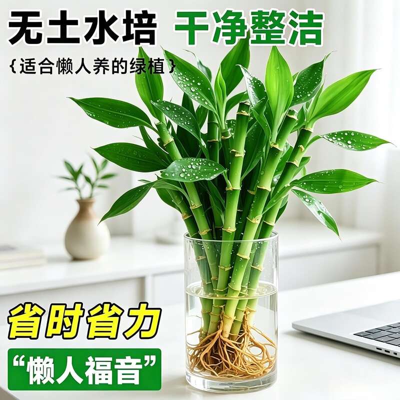 Wenchang Bamboo Hydroponic Plants Indoor Green Plants Soilless Cultivation Good News for Lazy People Easy to Maintain Purify the Air Lucky Bamboo