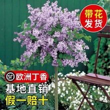 �W�޶��㻨��������С����ɫ�ļ������ͺ��̨ͥԺ�Gֲ�ﻨ�����
