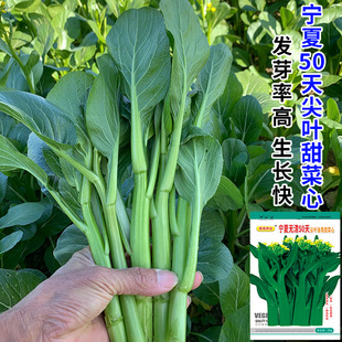 ����50����~����Ĳ˷N���ļ��V�|������ķN������ѷN�߲˷N��