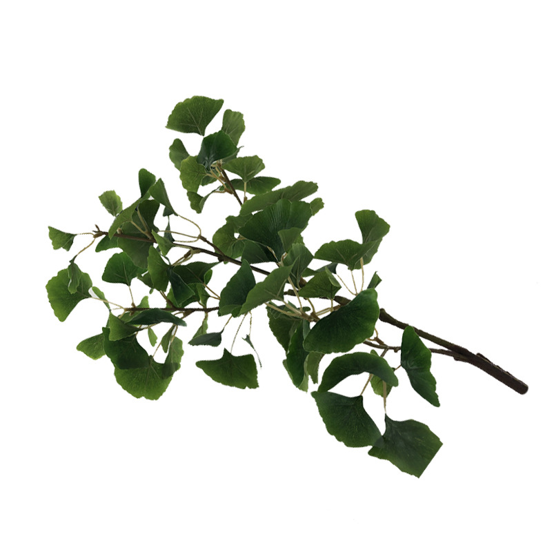 XRB-190 古枝银杏75叶3.jpg