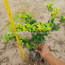 金森女贞苗篱笆苗庭院工程绿化色块苗木彩色四季常青树苗大小杯苗