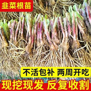 �¾²˸���F�ڼt�ϸ��ļ�С�~�̨�҃��辰�Ժ��B�׻�Gֲ��Ʒ�N