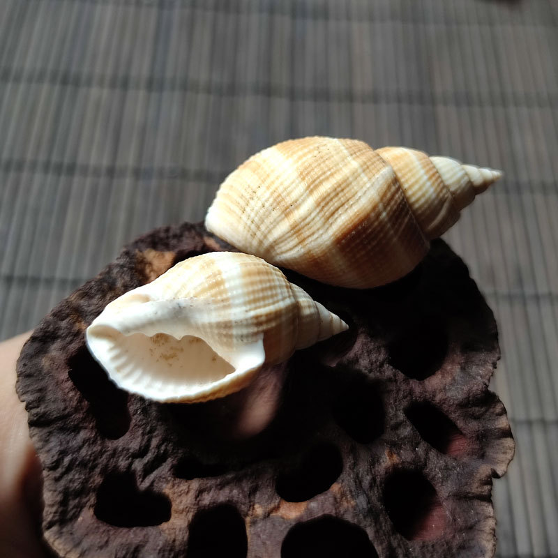 Tower snail (Olive-shell family), replacement shell for hermit crab specimens, 3-3.5cm, aquarium decoration.