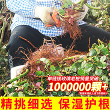 云南昆明玫瑰花树苗老桩盆栽红玫瑰老根月季花苗四季开花浓香花卉