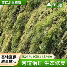 ��ˮֲ���β��ˮ��ˮ��ֲ�ﰫ��������Ӳ�ˮ����ʩ�����B���@