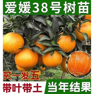 ����38̖�������������ɽ�t���˸̽ۘ������Ә�����Ә��玧��