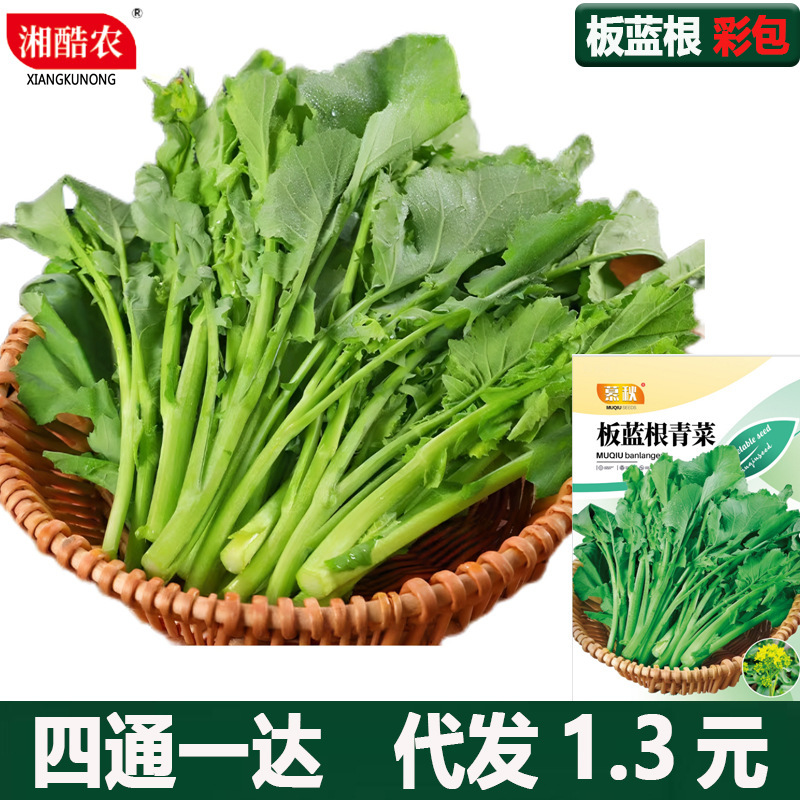 Authentic Indigo Radish Seeds, Rapeseed Seeds, Boiled Rapeseed Stems, Garden, Courtyard, Balcony Potted Vegetable Seeds