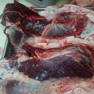 ţ�o�����Ĥ���Ĥ�������rţ��ţ���ӵ���ţ����ţ���Ｙ�S�ϗl