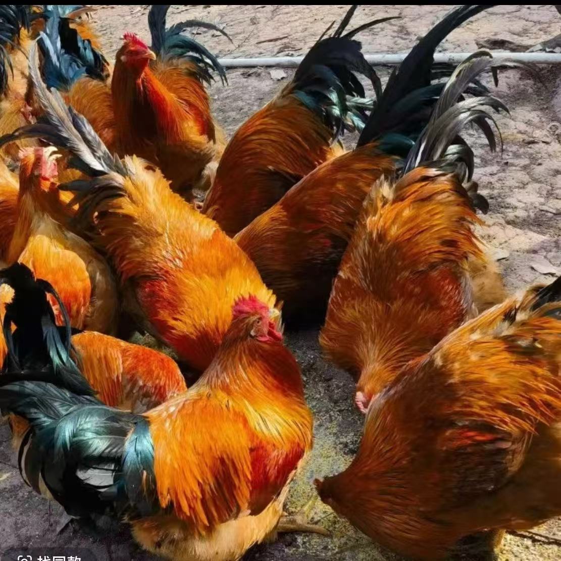 红玉鸡苗活体九斤红鸡苗脱温红玉380小鸡苗活苗1斤重养殖场批发