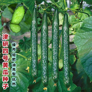 ������̖ˮ�����S�ϷN�Ӹ߮a�G�ķN���ļ����Դ����＾�߲˷N����