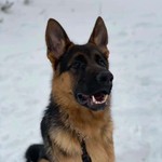 德牧大型牧羊犬活体狗狗德国牧羊犬幼犬工作犬搜救犬幼崽宠物狼狗