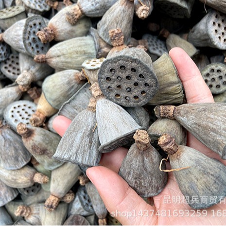 [A single dried lotus puff] Bringed seeds dried lotus rock -dried…