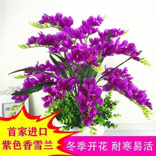 [Strong-Scented Winter Blooming] Imported Double-Flowered Alyssum Bulbs and Freesia Potted Plants for All Year Round and Perennial Planting