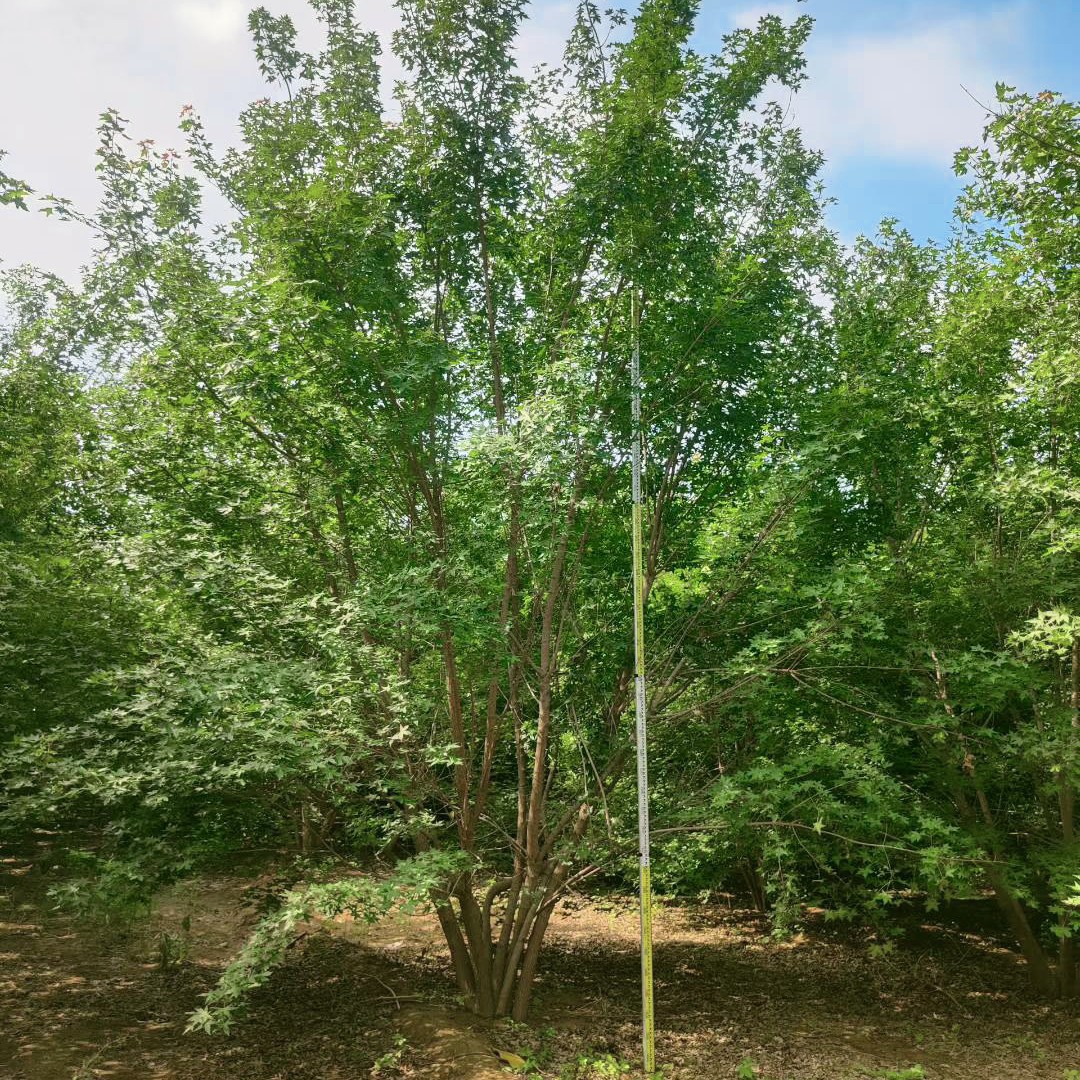 精品丛林五角枫 元宝枫 风景树行道树 园林绿化用苗