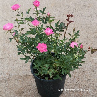 ��ɷ����¼�΢�͹�ľ���^�༾�_����õ��ɻ����̨