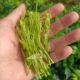 Zhangjiajie berry tea bud tip rattan tea dragon mustard berry tea origin straight hair tea bud record bulk tea Yongshun berry tea Enshi tea