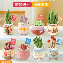 多肉植物室内小盆栽办公室内桌面肉肉仙人掌球幼儿园花卉绿植四季