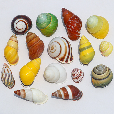 wholesale Conch shell fish tank Landscaping Various Hermit Crab replace Aquarium decorate Decoration Snail shell