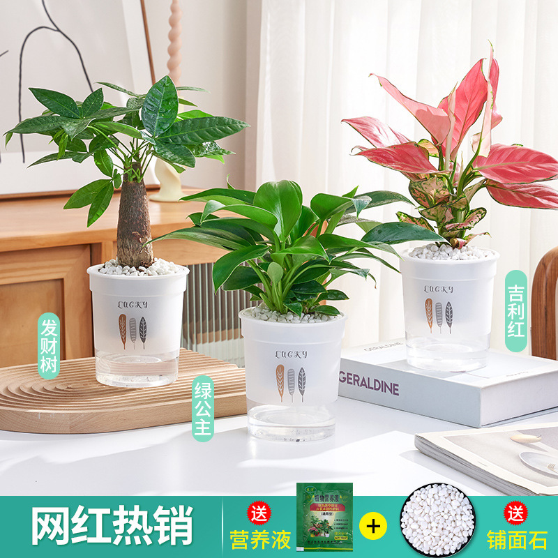 [인터넷 연예인 핫셀링] 골든 다이아몬드 + 머니트리 + 럭키 레드(럭키 냄비 + 포장석) + 영양액