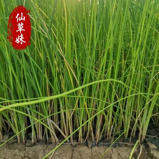 ˮ�[������ˮ��ֲ��ͦˮ�Gֲ �G���������غ�߅�G����ľ�[�Ѳ�